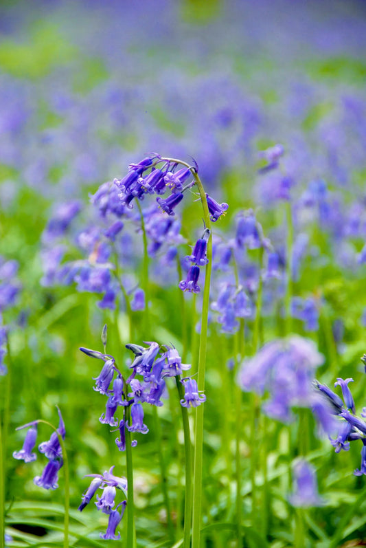 Untreated Hyacinthoides non-scripta flower bulbs size 7/8 (3732000) for individuals
