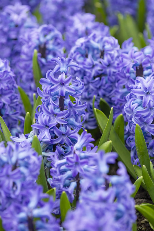 Bulbes de fleurs Non-Traité Hyacinthus  Aqua® calibre 16/17 (3012500)