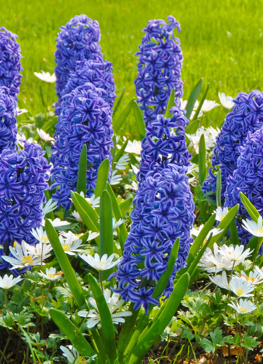 Bulbes de fleurs Non-Traité Hyacinthus  Blue Jacket calibre 16/17 (3001500)