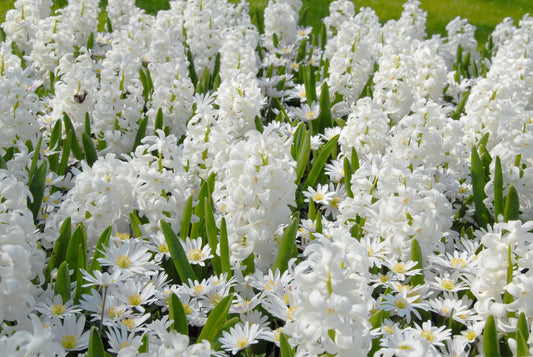 Bulbes de fleurs Non-Traité Hyacinthus  Carnegie calibre 16/17 (3000500)