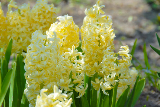 Bulbes de fleurs Non-Traité Hyacinthus  City of Haarlem calibre 16/17 (3002000)