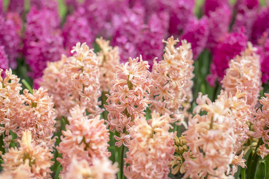 Untreated Hyacinthus Gipsy Queen flower bulbs size 16/17 (3003500) for individuals