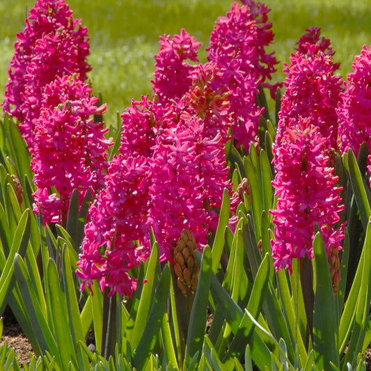 Untreated Hyacinthus Jan Bos flower bulbs size 16/17 (3004000) for individuals