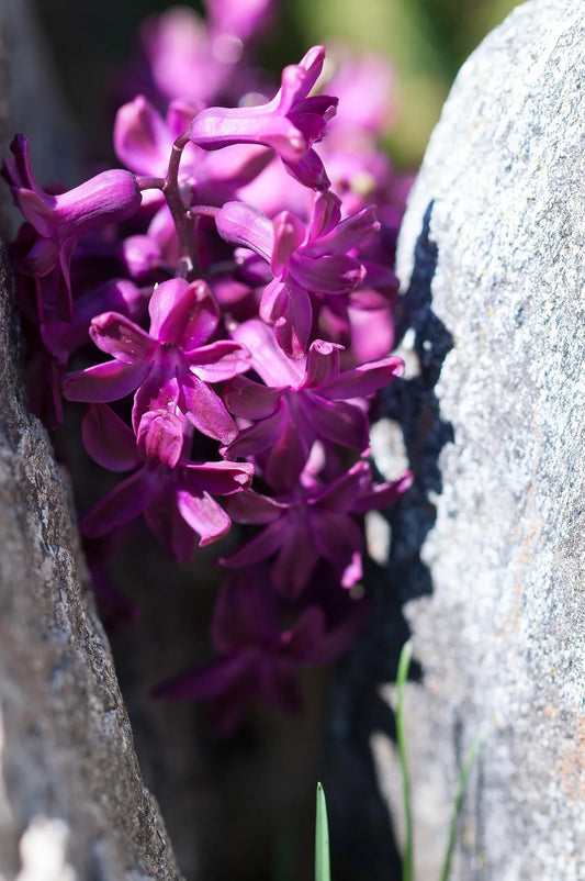 Bulbes de fleurs Non-Traité Hyacinthus Purple Sensation ® calibre 16/17 (3005000)