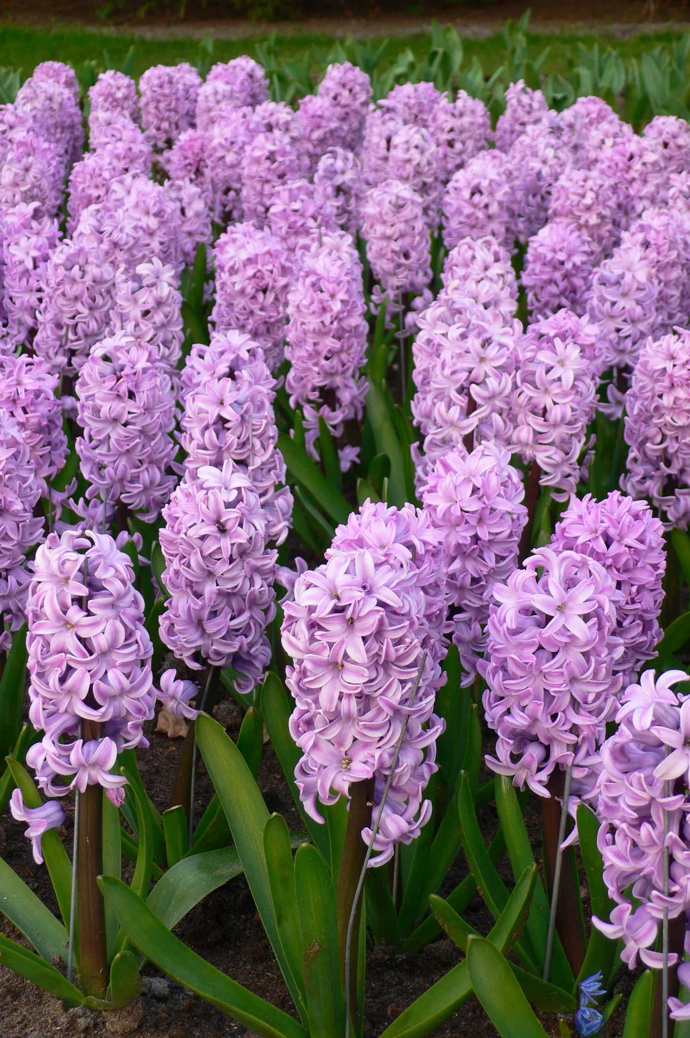 Untreated Hyacinthus Splendid Cornelia flower bulbs size 16/17 (3005500) for individuals