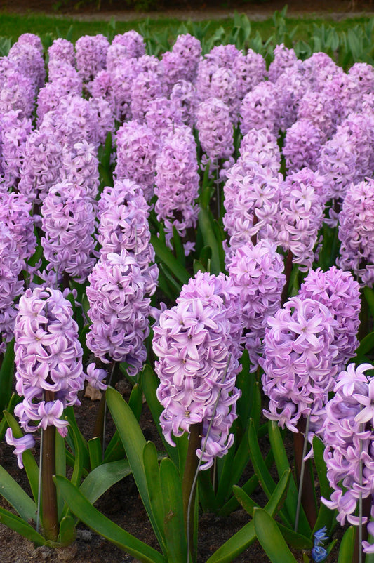 Untreated Hyacinthus Splendid Cornelia flower bulbs size 16/17 (3005500) for individuals