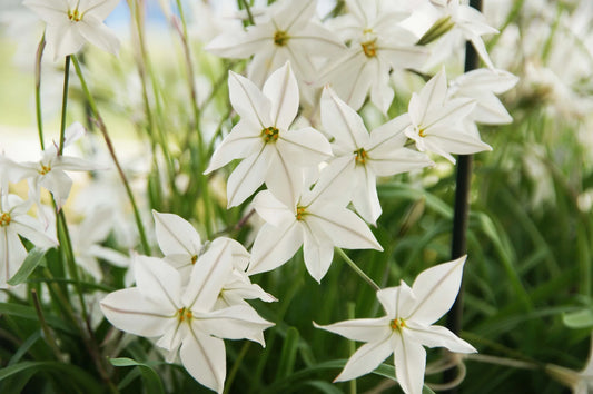 Bulbes de fleurs Non-Traité Ipheion  Alberto Castillo calibre 5/+ (3742000)