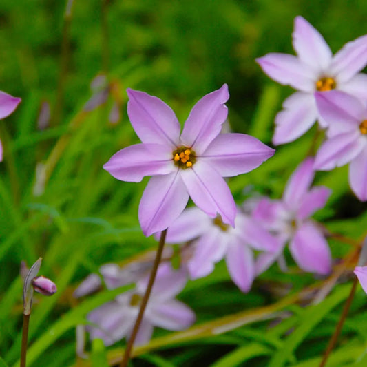 Bulbes de fleurs Non-Traité Ipheion  Charlotte Bishop® calibre 4/+ (3740500)