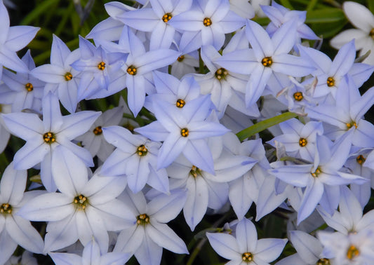 Ipheion Wisley Blue Untreated Flower Bulbs Size 4/+ (3741000) for Individuals