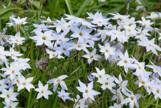 Untreated flower bulbs Ipheion uniflorum size 4/+ (3732500) for individuals