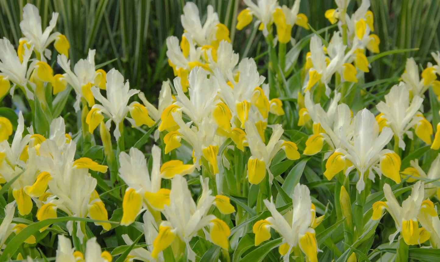 Untreated Iris bucharica flower bulbs size 1 (3751000) for individuals