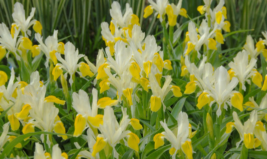Untreated Iris bucharica flower bulbs size 1 (3751000) for individuals