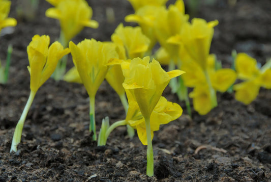 Untreated flower bulbs Iris danfordiae size 6/+ (3751500) for individuals
