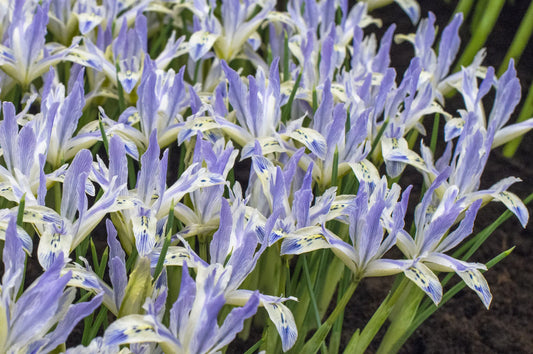 Bulbes de fleurs Non-Traité Iris reticulata Painted Lady® calibre 6/+ (3754000)