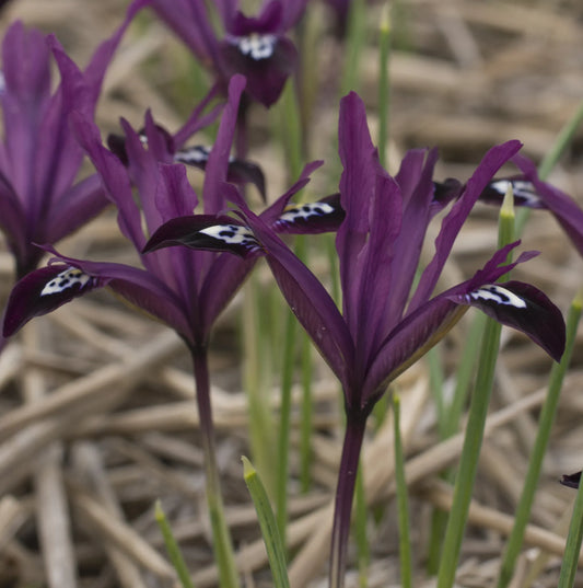 Bulbes de fleurs Non-Traité Iris reticulata Pauline calibre 6/+ (3756000)