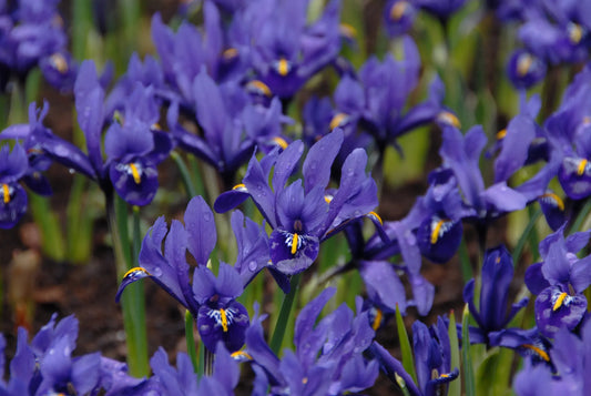 Untreated Iris reticulata Pixie® flower bulbs size 6/+ (3754500) for individuals