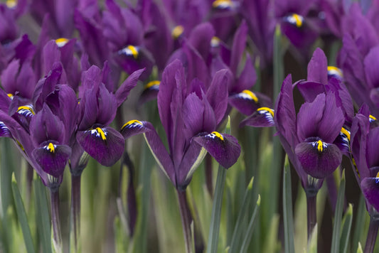 Bulbes de fleurs Non-Traité Iris reticulata Purple Hill® calibre 6/+ (3756500)
