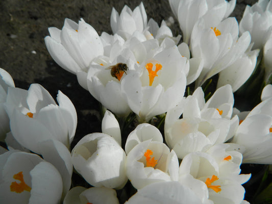 Untreated Crocus Jeanne d'Arc flower bulbs size 9/10 (2501800) for individuals