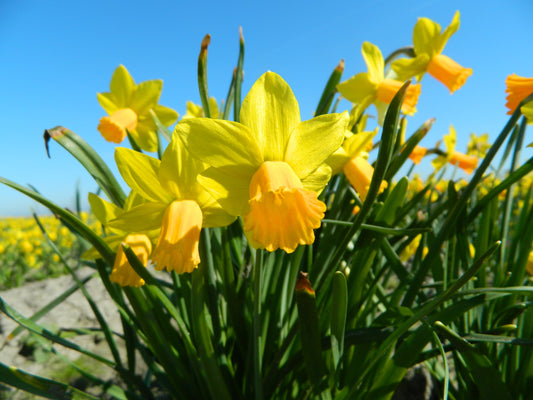 Untreated Narcissus Jetfire flower bulbs size z12/14 (2002300) for individuals