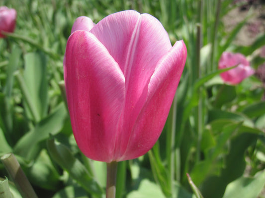 Bulbes Tulipe Jumbo Pink Bio Calibre 11 - Ref tjupi11