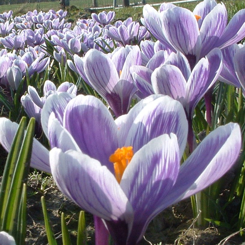 Bulbe Crocus King of the Striped 7+ Bio - 0,19€/u -ckist07