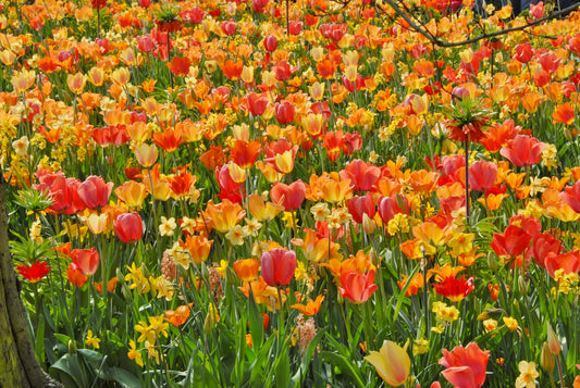 Untreated Flower Bulbs Lady Marmalade Mix (9003000) for individuals