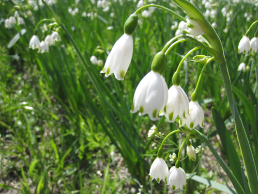 Bulbes Nivéole d'Été Leucojum aestivum 'Gravetye Giant' Bio Calibre 12 - 0,63 €ht le bulbe