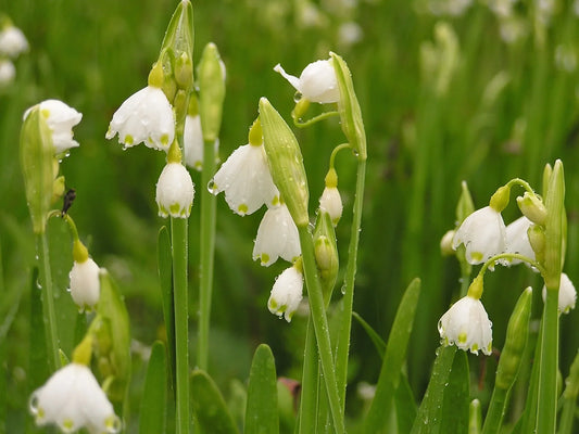 Untreated flower bulbs Leucojum aestivum size 10/12 (3760500) for individuals
