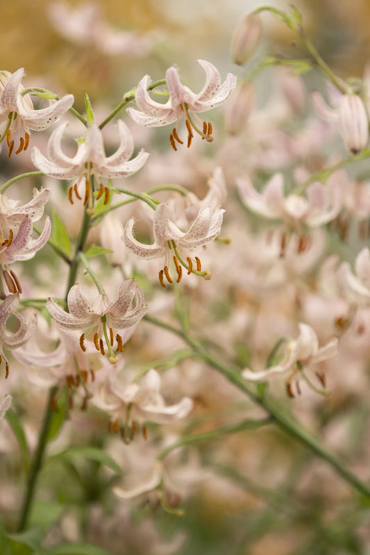 Bulbes de fleurs Non-Traité Lilium martagon Pink Morning calibre 12/+ (4009000)