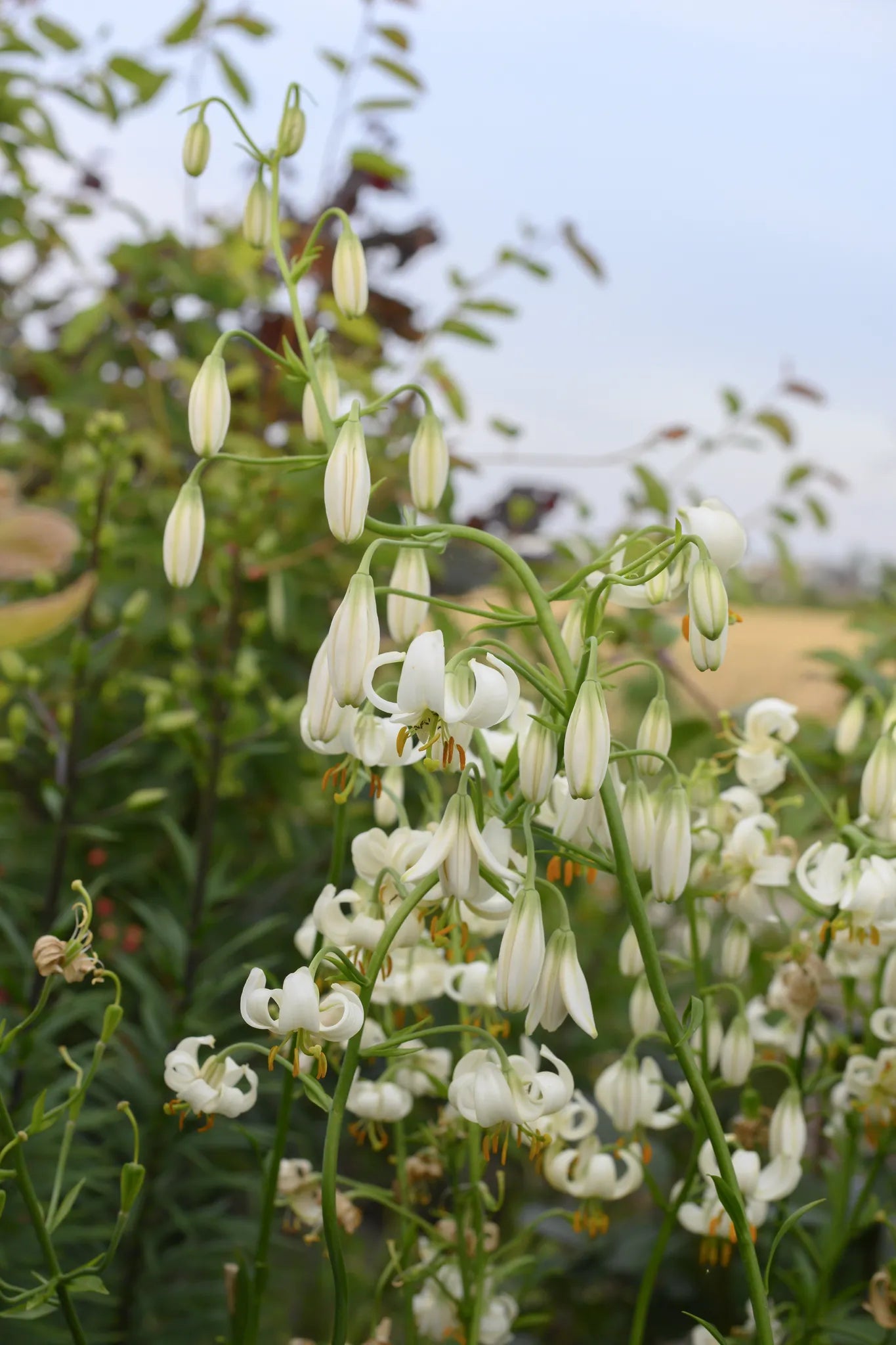 Bulbes de fleurs Non-Traité Lilium martagon Snowy Morning® calibre 12/+ (4005300) pour particuliers