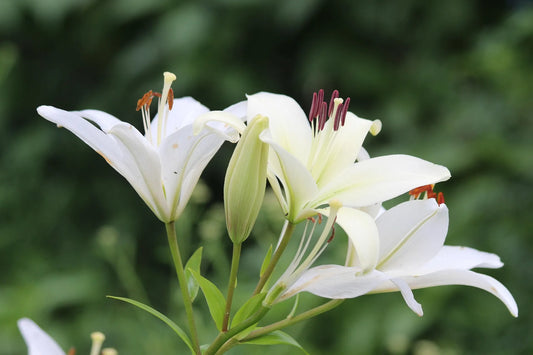 Bulbes de fleurs Non-Traité Lilium candidum  calibre 18/20 (4000510)