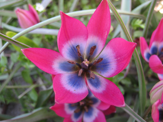 Bulbes Tulipe Tulipa 'Little Beauty' Bio Calibre 5 - Ref tlibe05