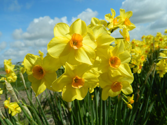 Untreated Narcissus Martinette flower bulbs size sp12/14 (2008500) for individuals