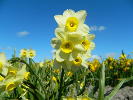 Untreated Narcissus Minnow flower bulbs size z12/14 (2008600) for individuals
