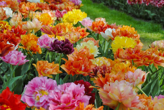 Bulbes de fleurs Non-Traité Mix  Murillo Mix (9001700)