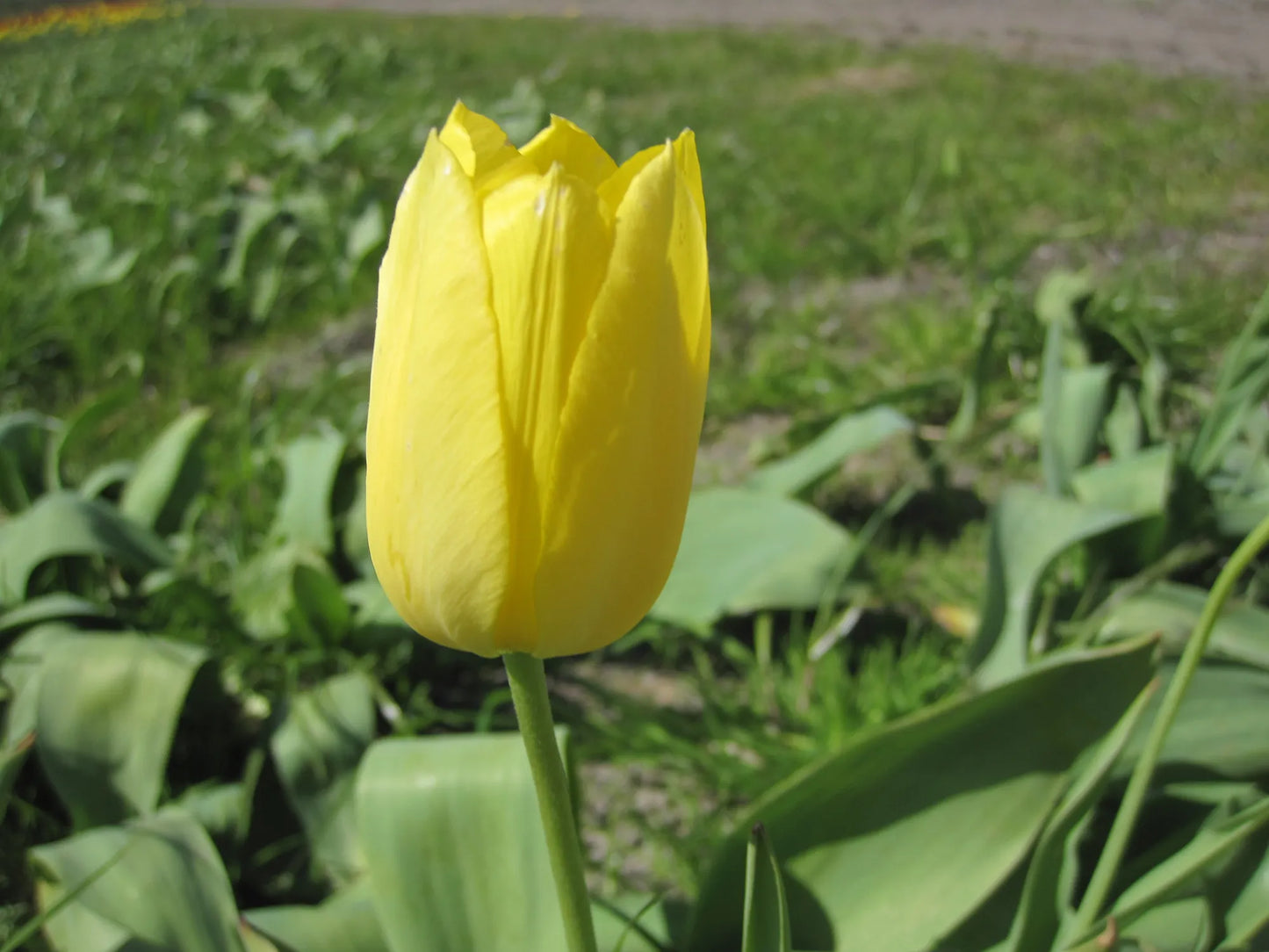 Bulbes de fleurs bio Tulipa Single Late Muscadet calibre 11/12 (tmusc11)