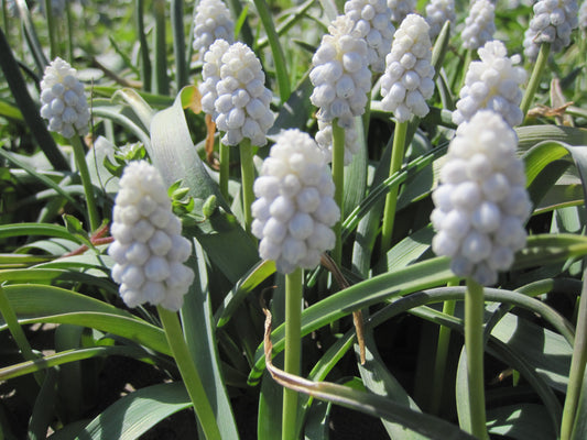 Bulbe Muscari White Magic 6+ Bio - 0,18€/u -mwhma06