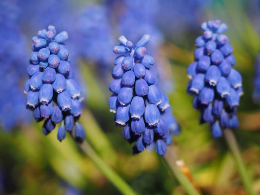Bulbes de fleurs Non-Traité Muscari  Big Smile® calibre 9/10 (3800900)