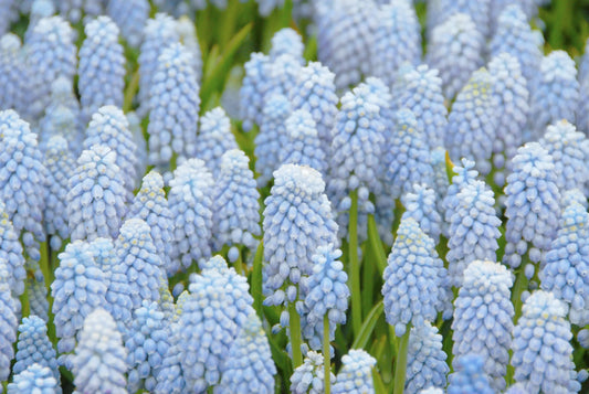 Bulbes de fleurs Non-Traité Muscari  Valerie Finnis® calibre 8/9 (3803500)