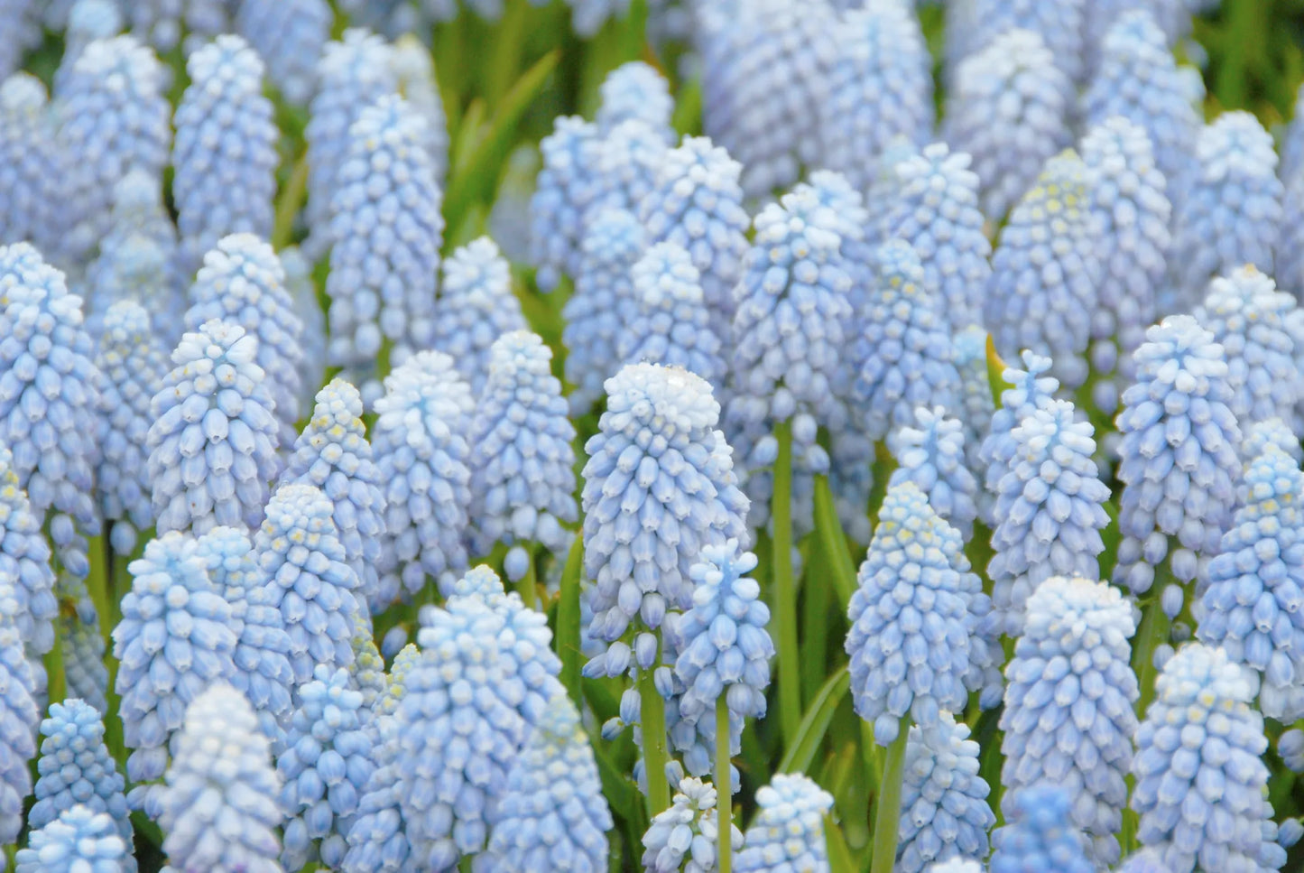 Untreated Muscari Valerie Finnis® flower bulbs size 8/9 (3803500) for individuals