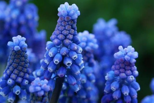 Untreated Muscari aucheri Blue Magic® flower bulbs size 8/9 (3804900) for individuals