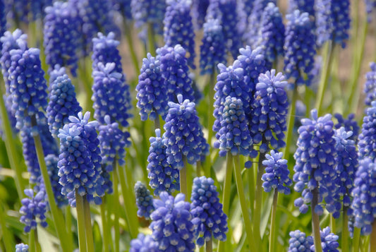 Untreated Muscari aucheri Dark Eyes flower bulbs size 6/+ (3806000) for individuals