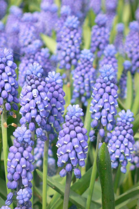Bulbes de fleurs Non-Traité Muscari botryoides Superstar calibre 7/8 (3804000)