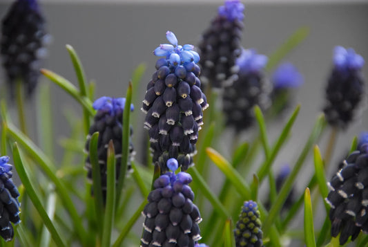 Untreated flower bulbs Muscari neglectum size 5/7 (3809500) for individuals
