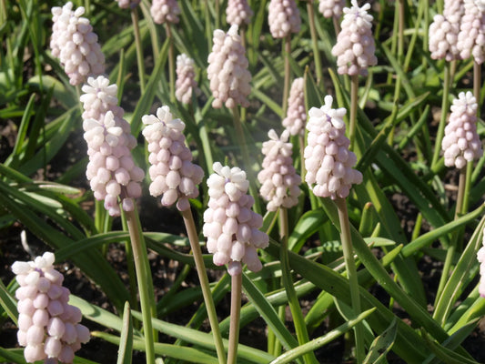 Bulbes de fleurs Non-Traité Muscari  Pink Sunrise® calibre 5/+ (3803000)