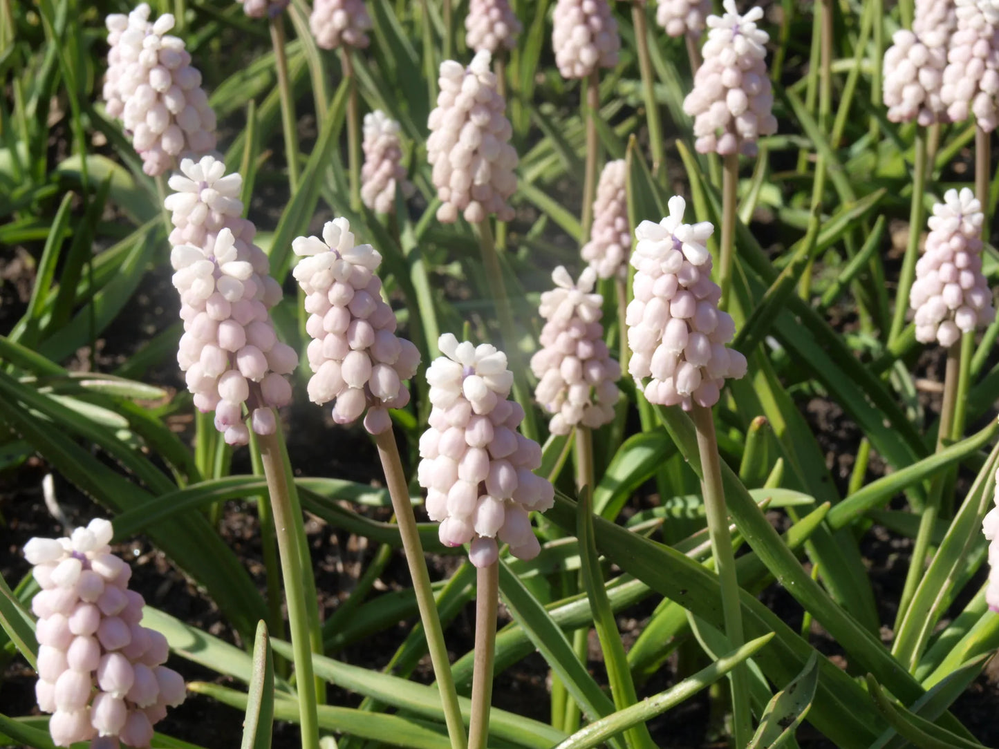 Untreated Muscari Pink Sunrise® flower bulbs size 5/+ (3803000) for individuals