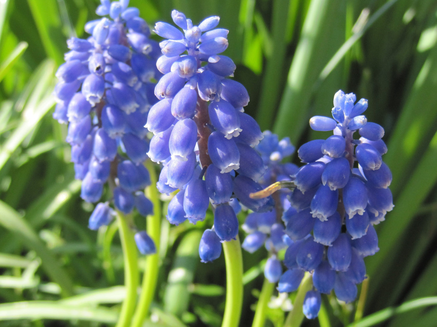Untreated Muscari armeniacum flower bulbs size 9/10 (3800500) for individuals