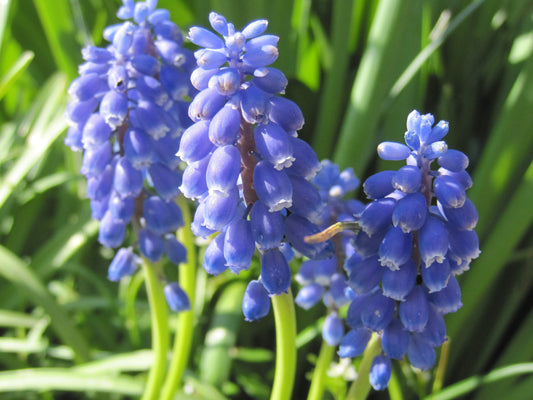 Untreated Muscari armeniacum flower bulbs size 9/10 (3800500) for individuals