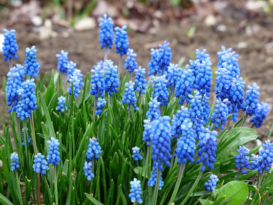 Bulbes de fleurs Non-Traité Muscari azureum  calibre 6/+ (3804500)