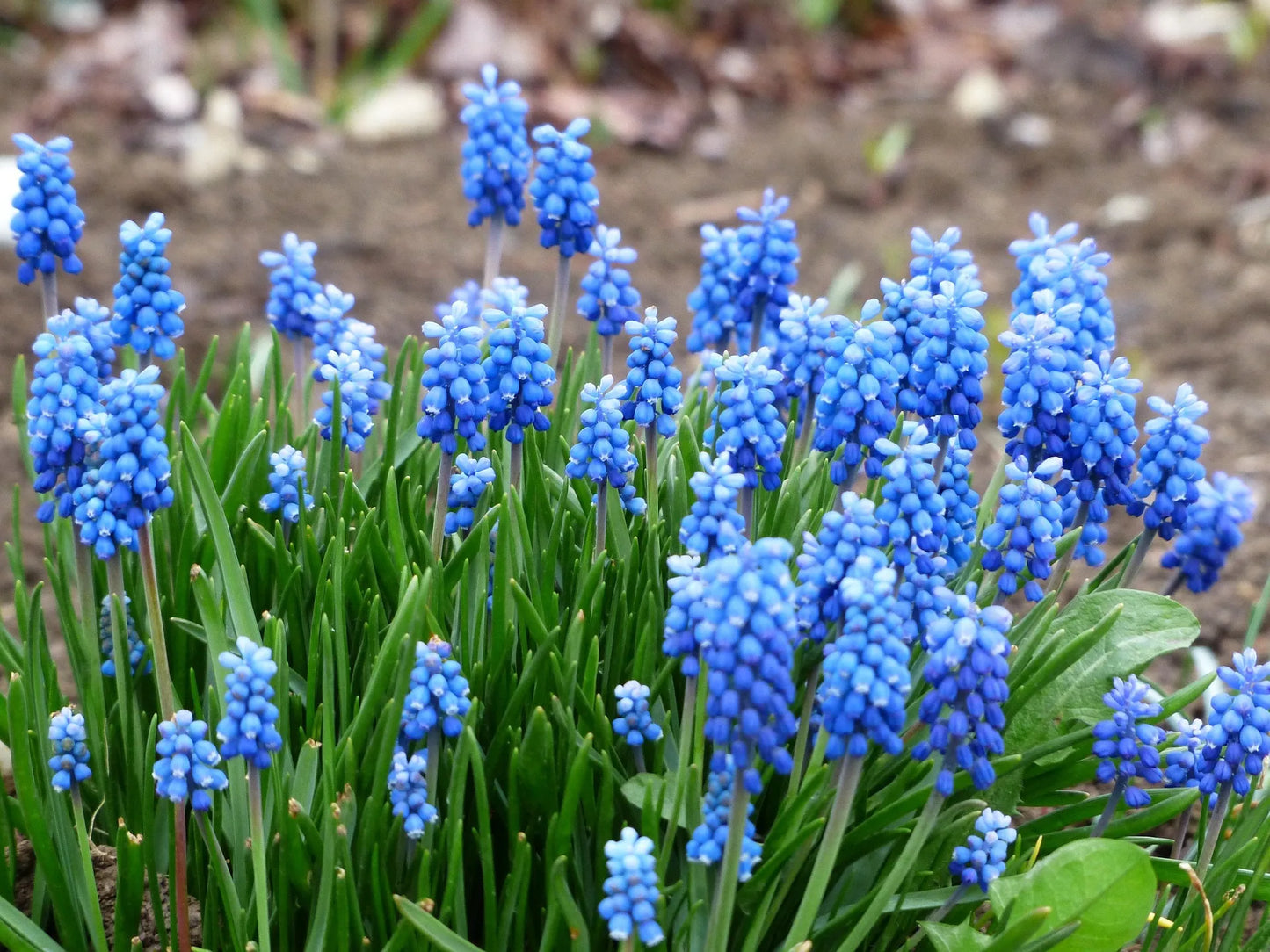 Untreated Muscari azureum flower bulbs size 6/+ (3804500) for individuals